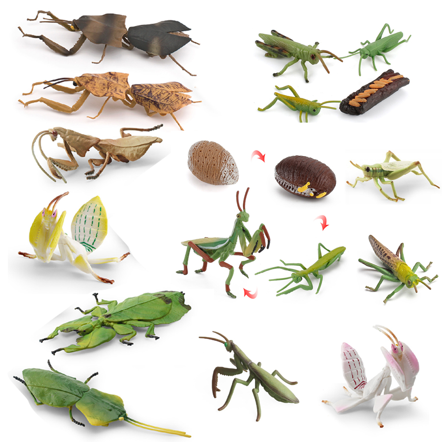 Realistic Orchid Mantis Dead L - Interior Design House 리뷰 및 가격