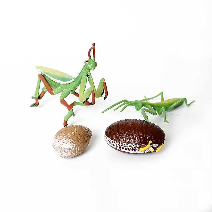 Realistic Orchid Mantis Dead L - Interior Design House 리뷰 및 가격